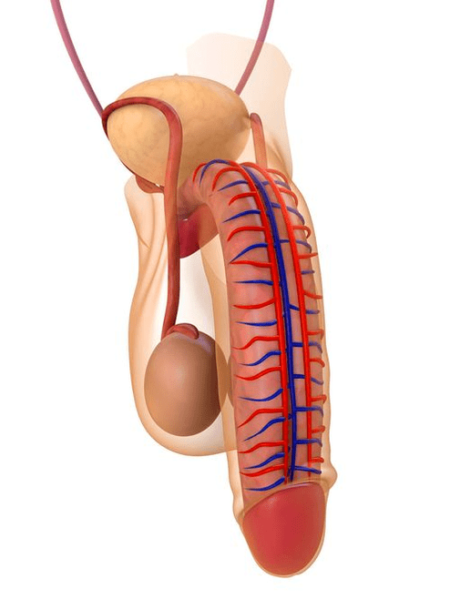 struttura del pene
